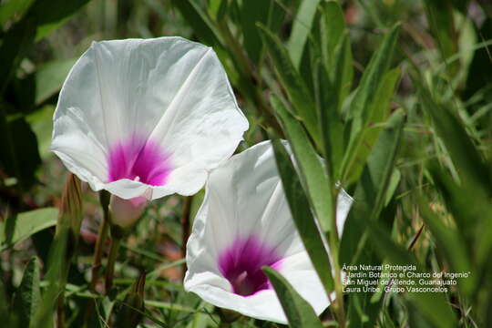 Image of Pinkthroat Morning glory