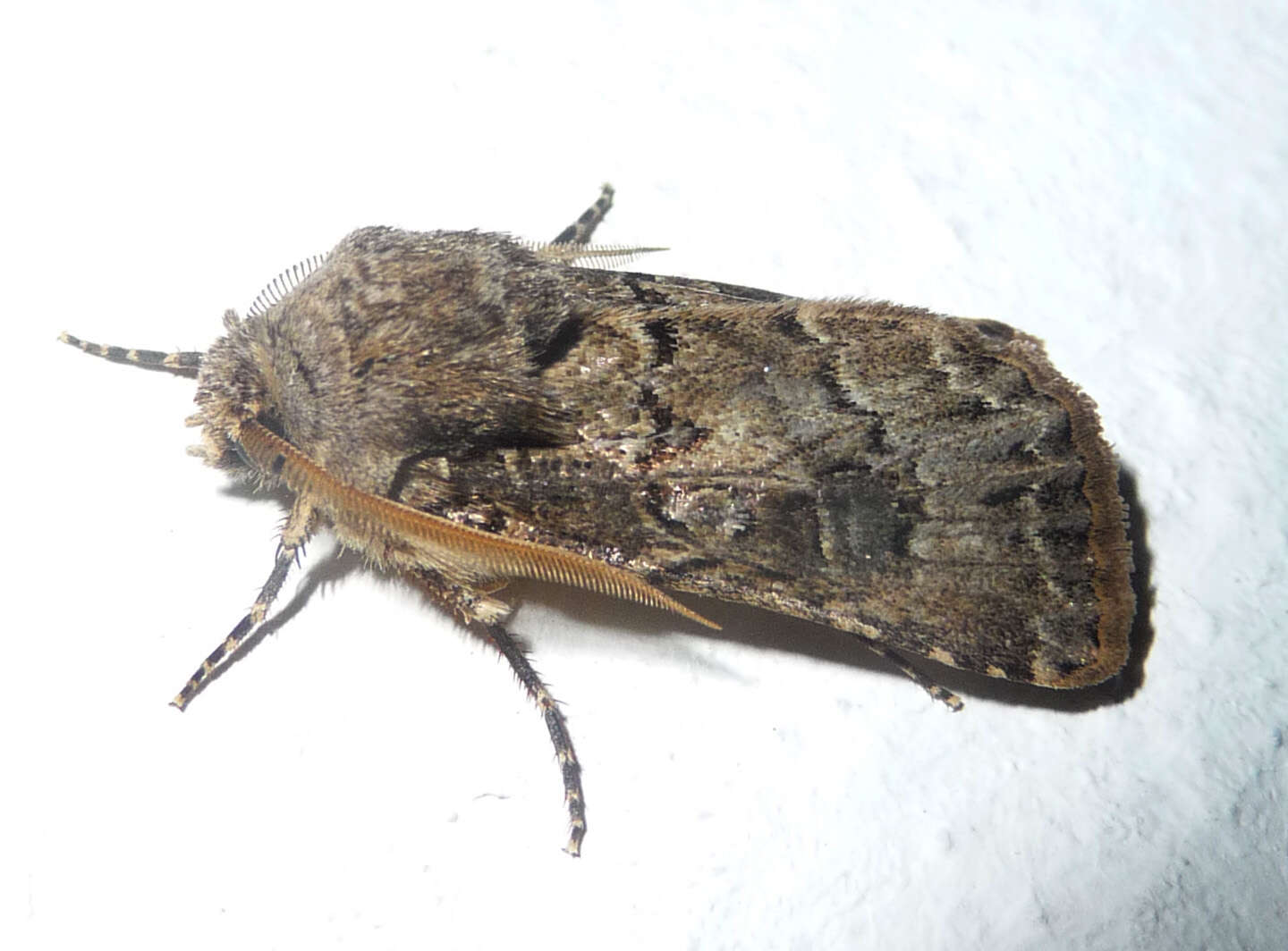 Image of Agrotis bigramma