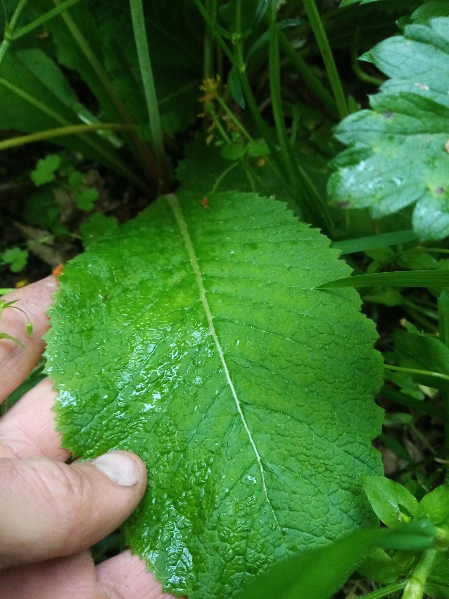 Image of Primula pulverulenta Duthie