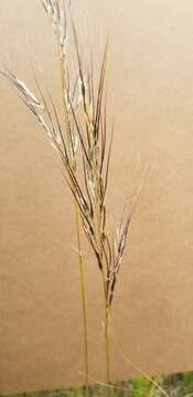 Image of Austrostipa setacea (R. Br.) S. W. L. Jacobs & J. Everett