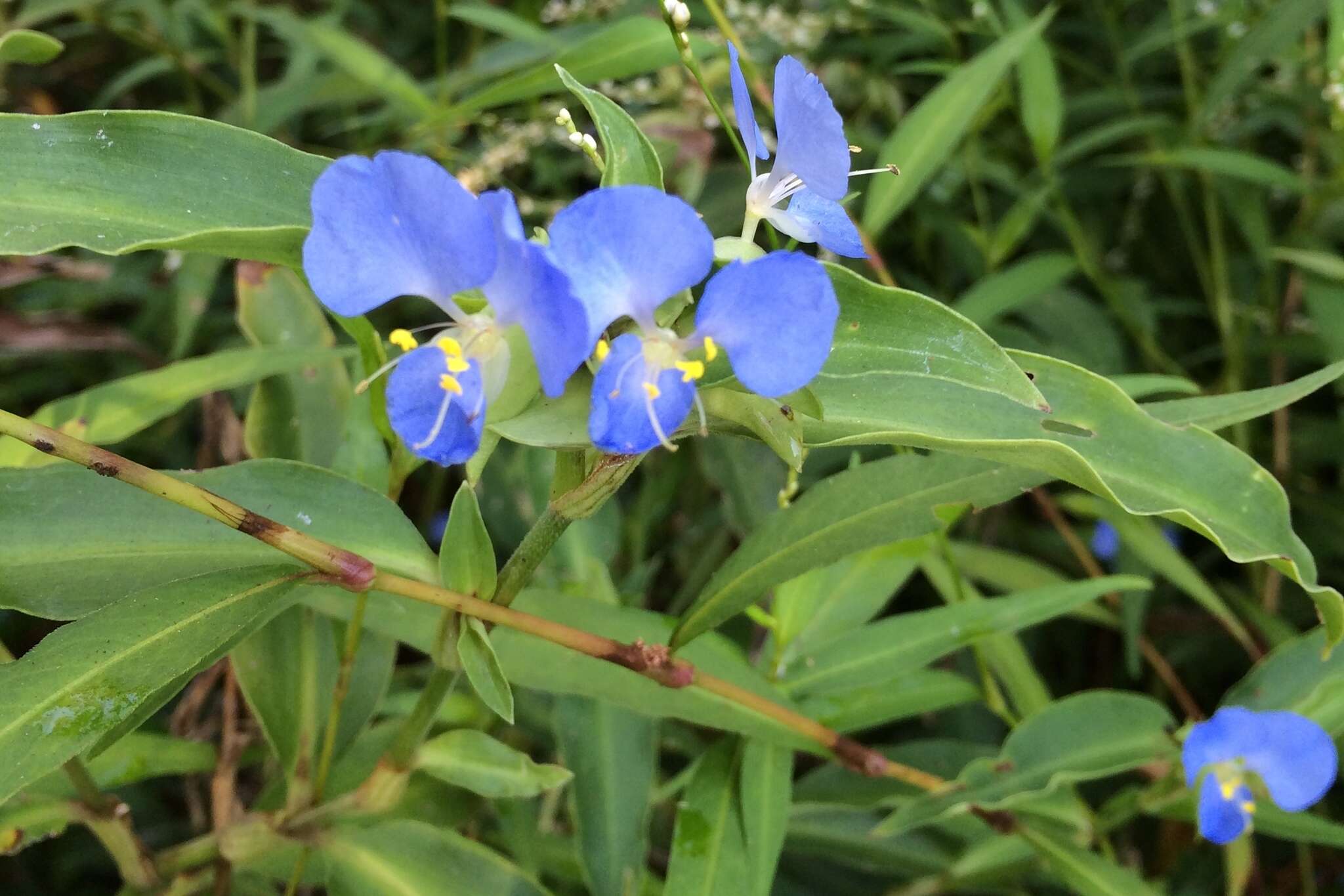 Слика од Commelina virginica L.