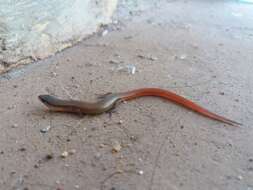 Image of Red Forest Skink