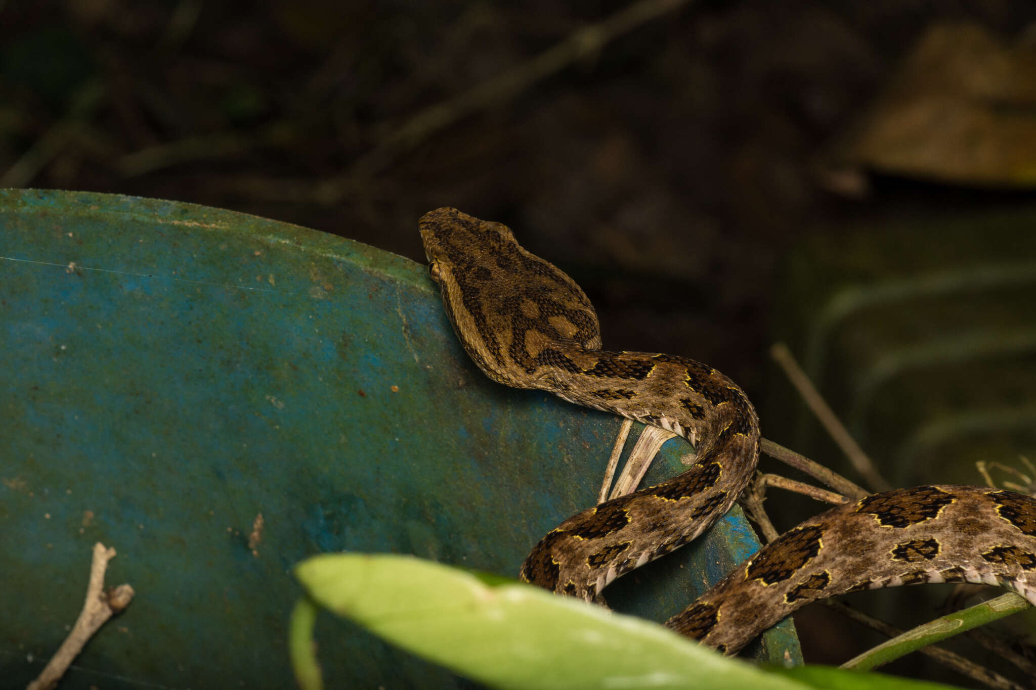 Image of Protobothrops mucrosquamatus (Cantor 1839)