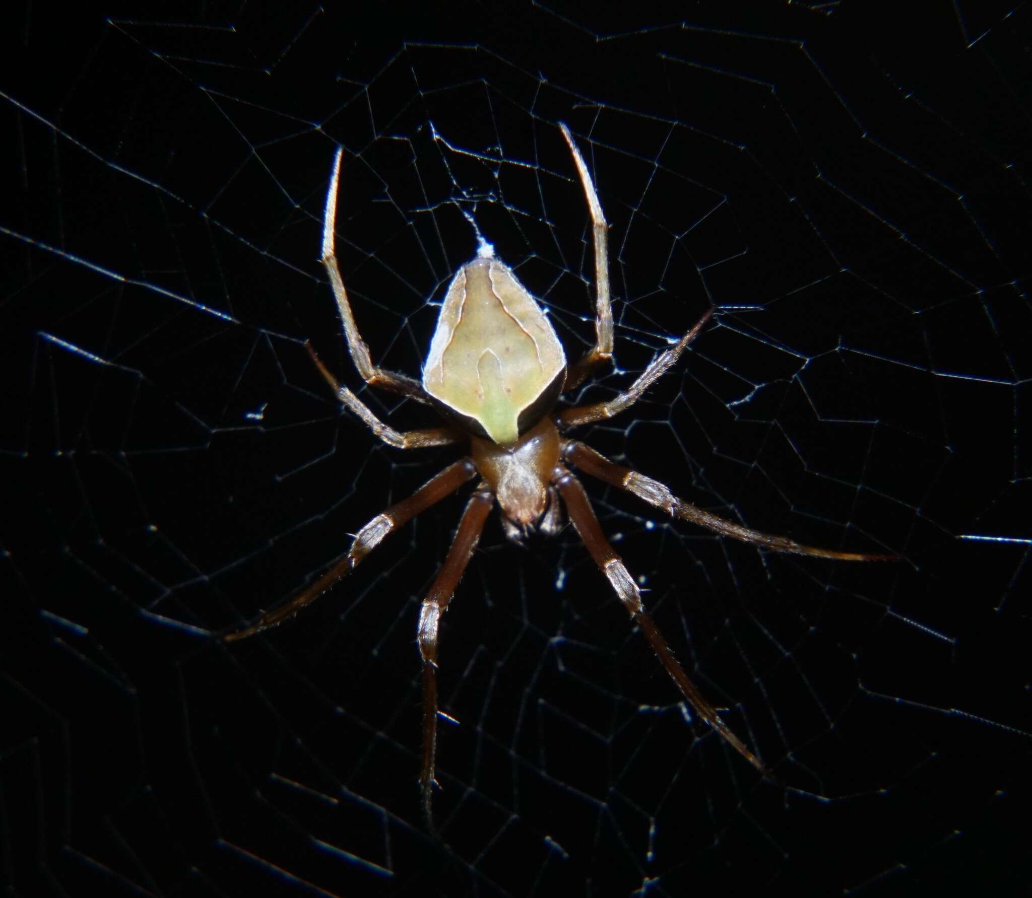 Image de Acacesia tenella (L. Koch 1871)