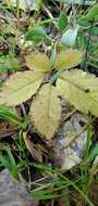 Image de Panax pseudoginseng Wall.