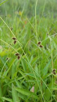 Image of Cyperus neochinensis (Tang & F. T. Wang) Bauters