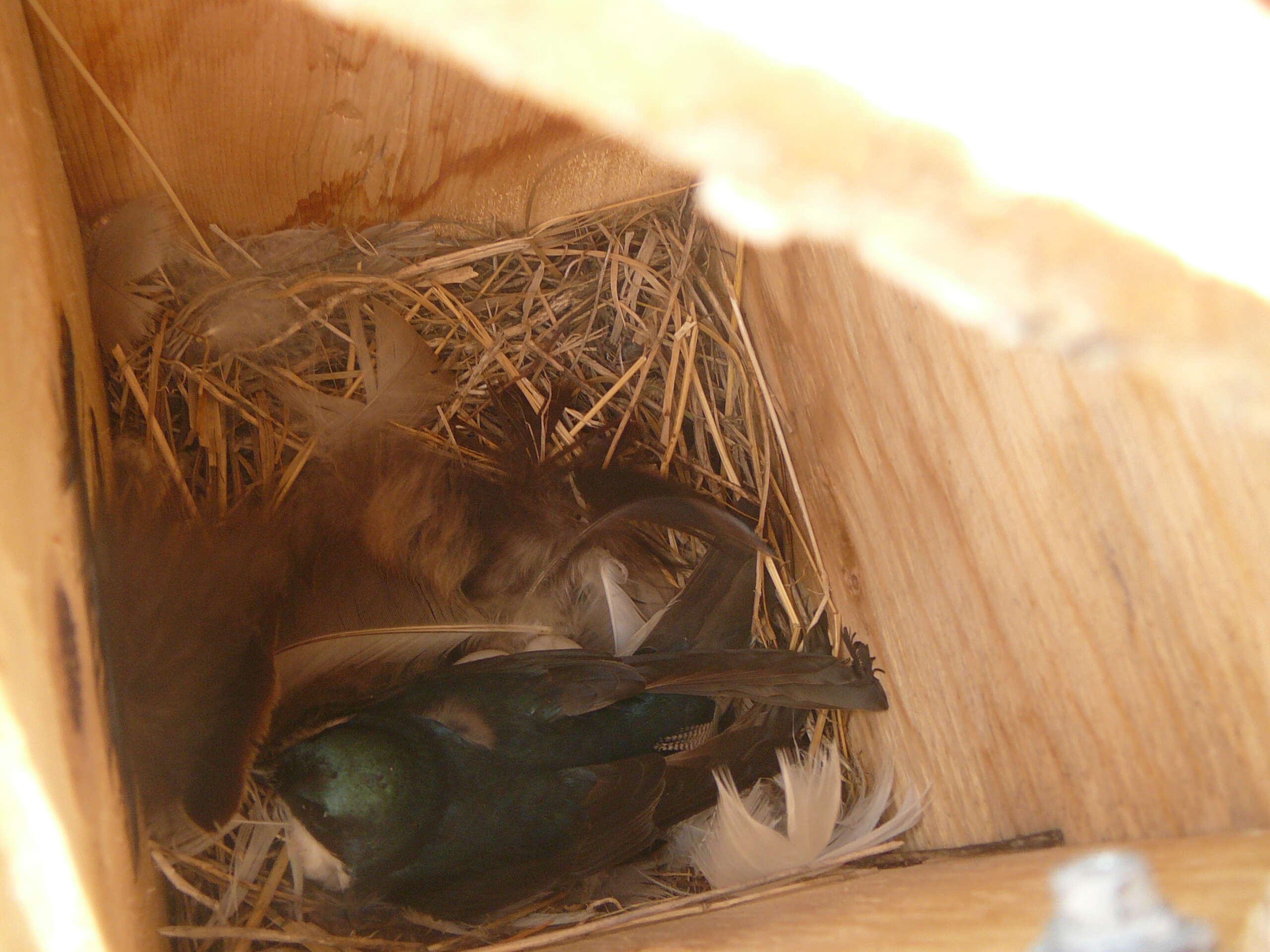 Image of Tachycineta Swallows