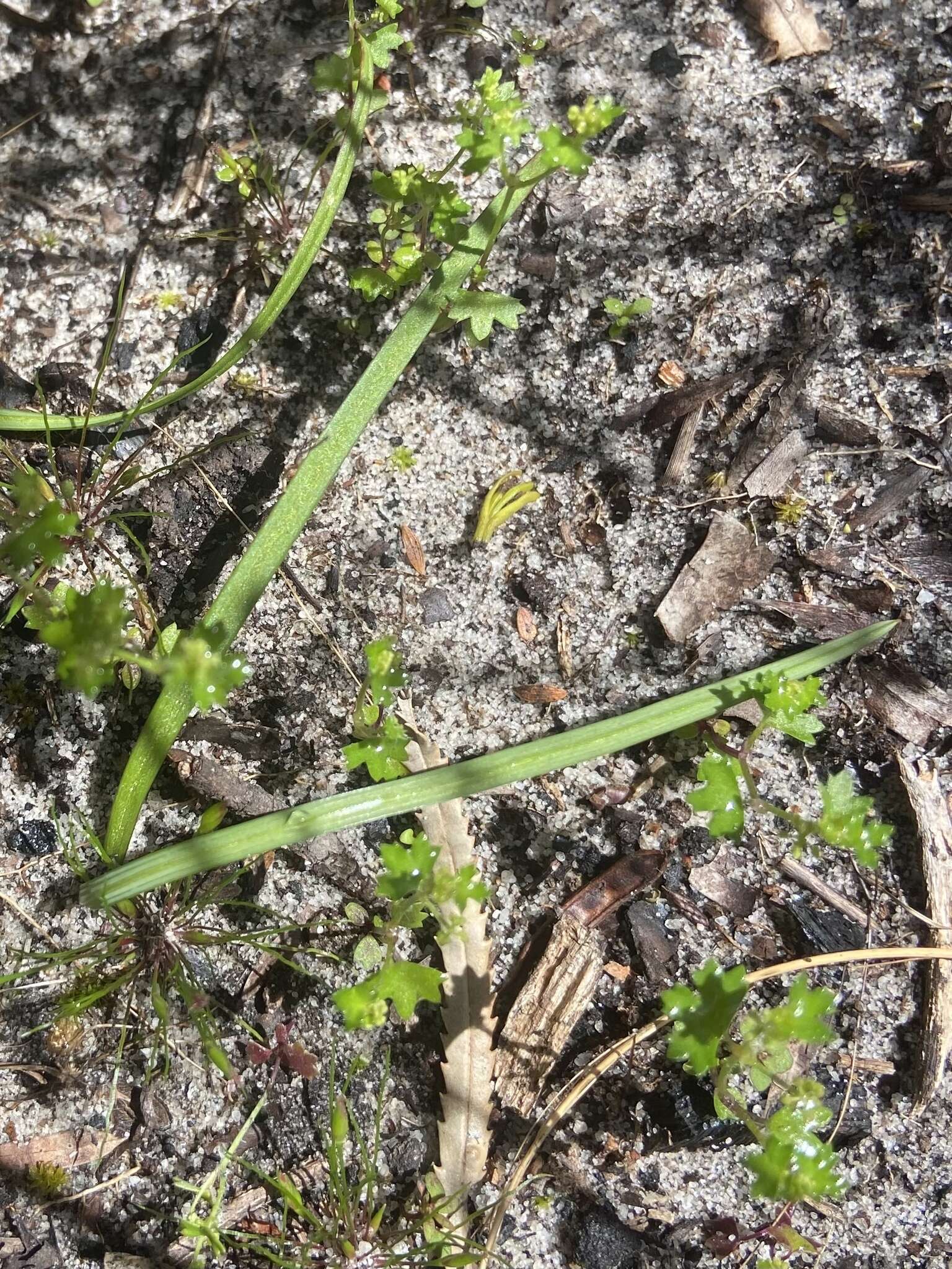 Image of Hydrocotyle callicarpa Bunge