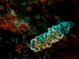 Image of Ardeadoris tomsmithi (Bertsch & Gosliner 1989)