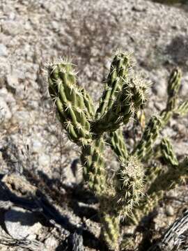 Слика од Cylindropuntia californica var. delgadilloana (Rebman & Pinkava) Rebman