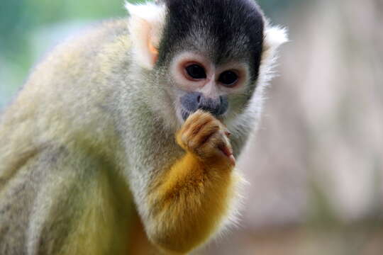 Image of Bolivian squirrel monkey