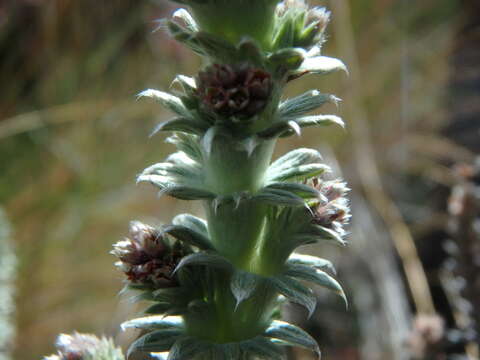 Image of Lachemilla nivalis (Kunth) Rothm.