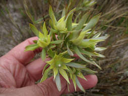 Imagem de Leucadendron floridum R. Br.