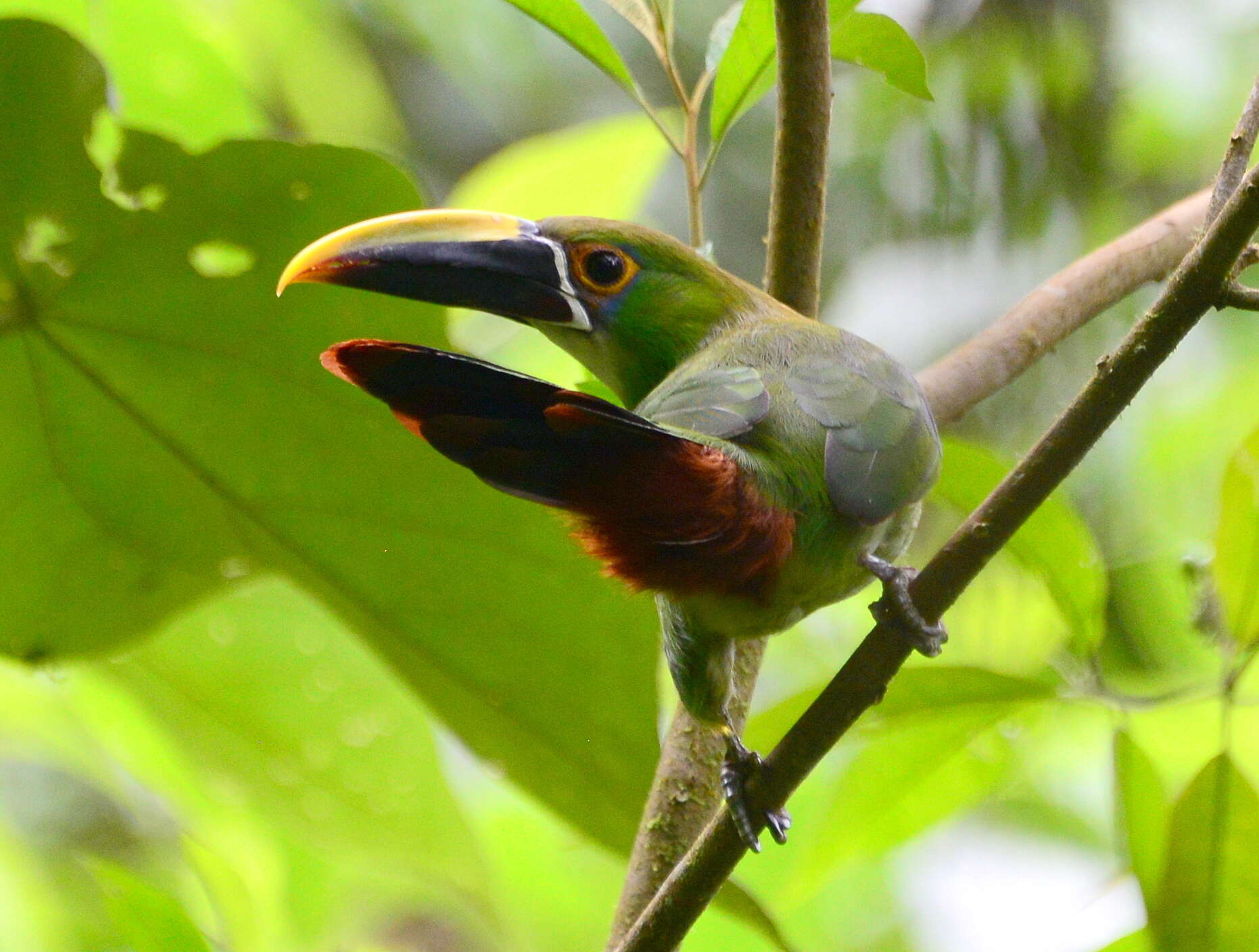 Aulacorhynchus albivitta (Boissonneau 1840)的圖片