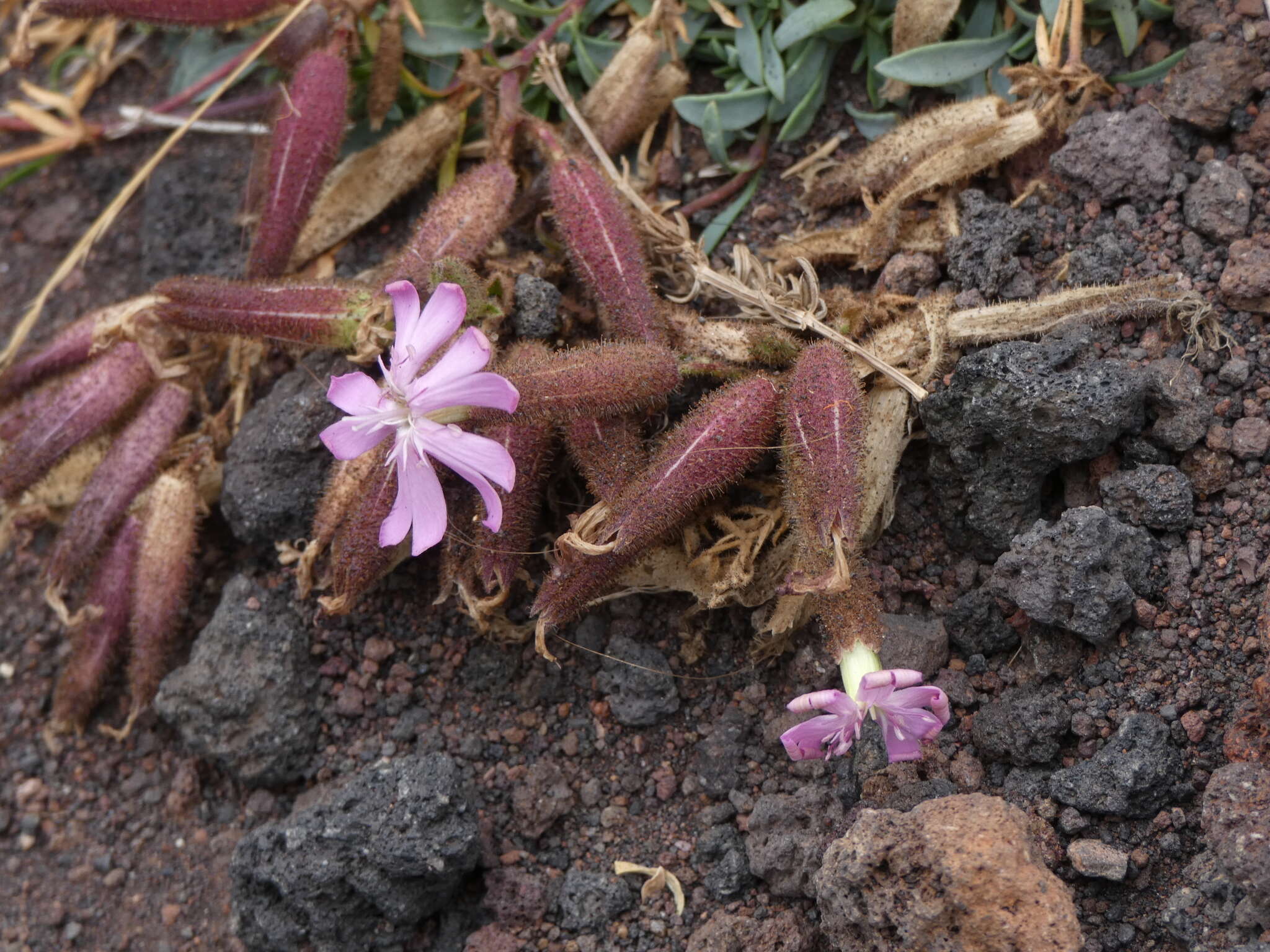 Imagem de Saponaria sicula Raf.