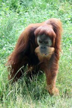 Image of Sumatran orangutan