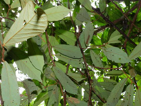 Image de Theobroma subincanum Mart.