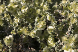 Image of Top-fruit Bluebush