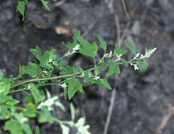 Sivun Chenopodium bryoniifolium A. Bunge kuva