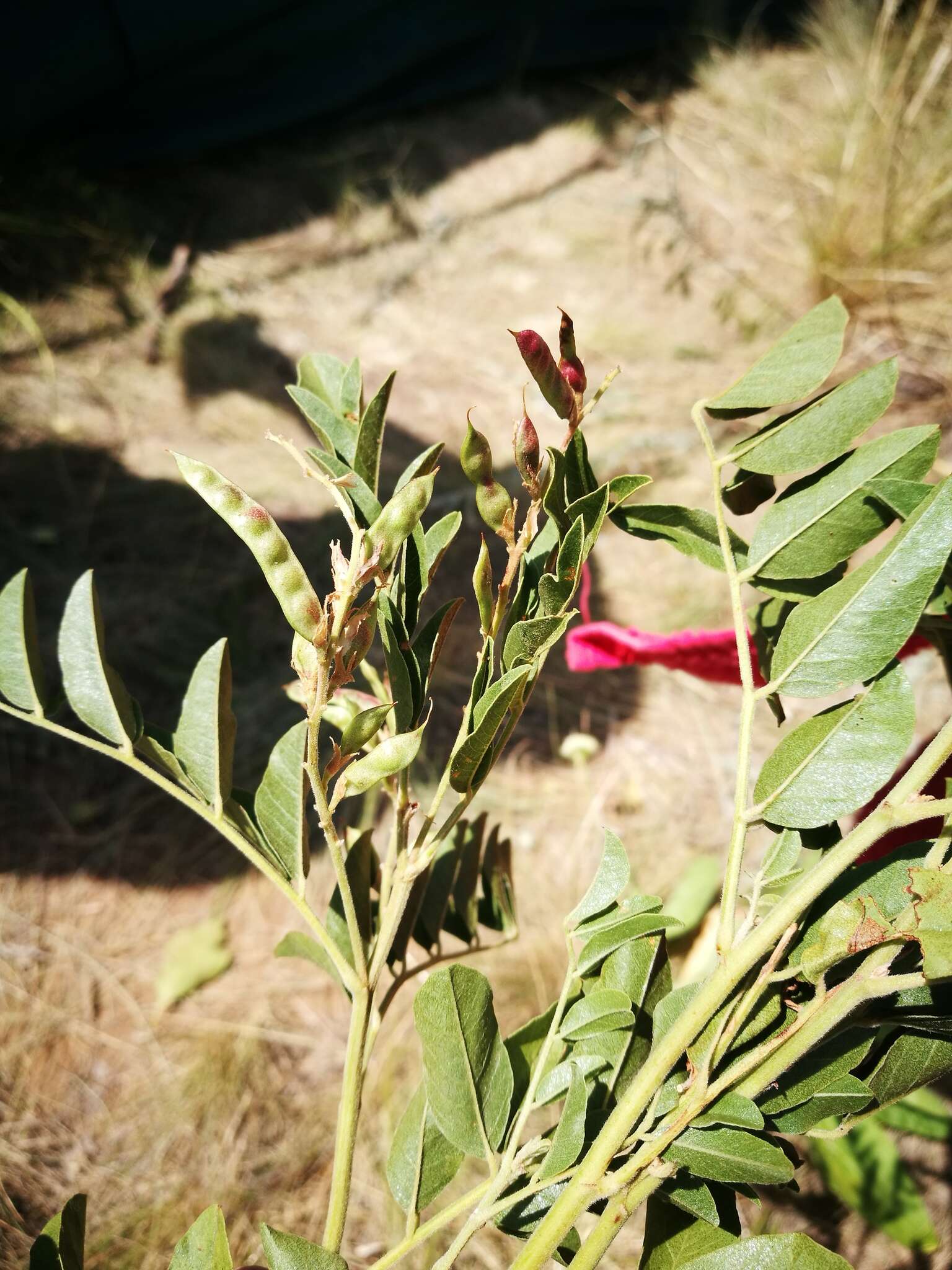 Imagem de Glycyrrhiza glabra L.