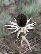 Imagem de Eryngium monocephalum Cav.