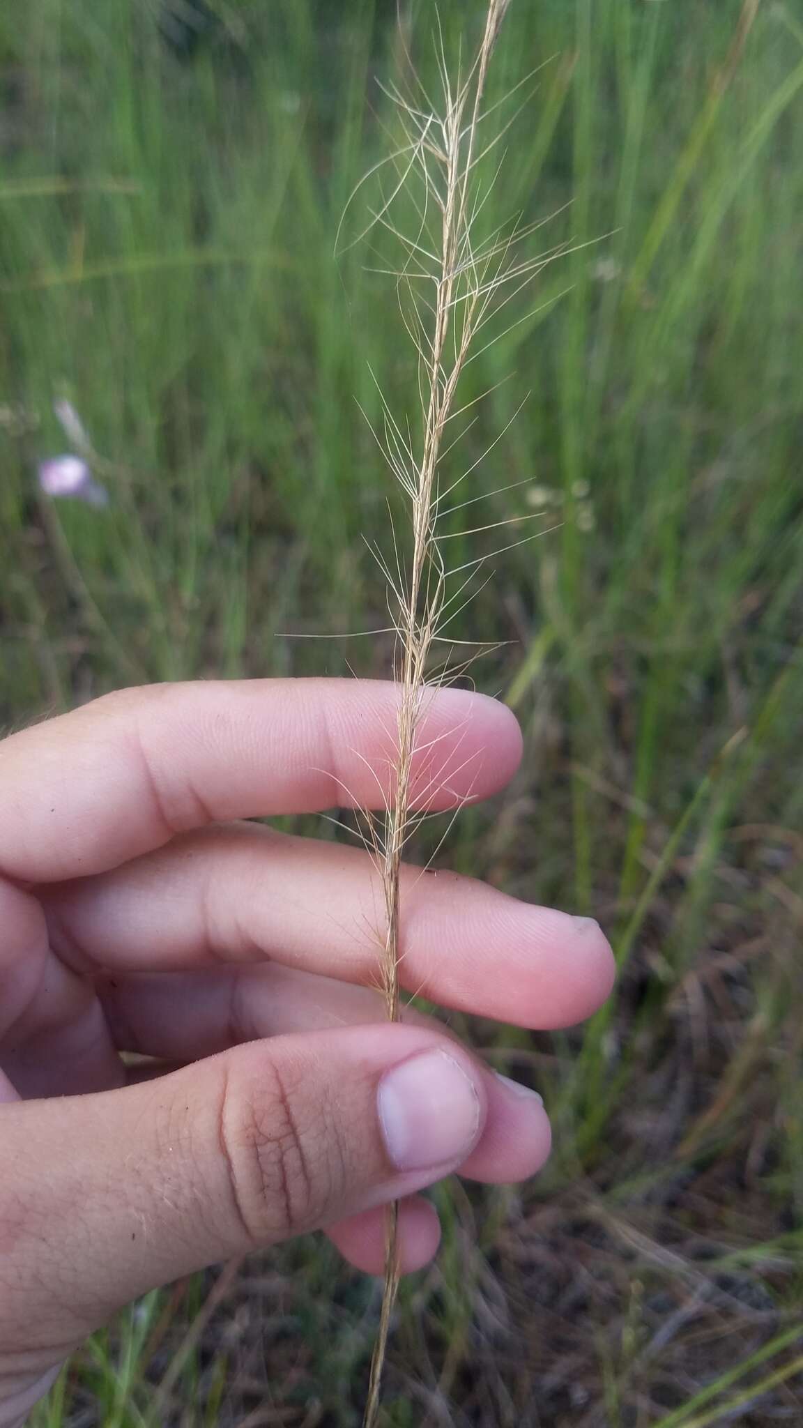 Imagem de Aristida purpurascens Poir.