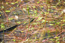 Image of Thamnophis eques virgatenuis Conant 1963