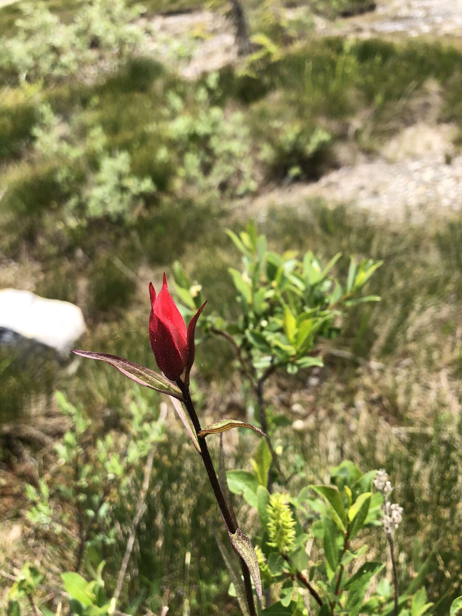 Image of Castilleja purpurascens Greenman