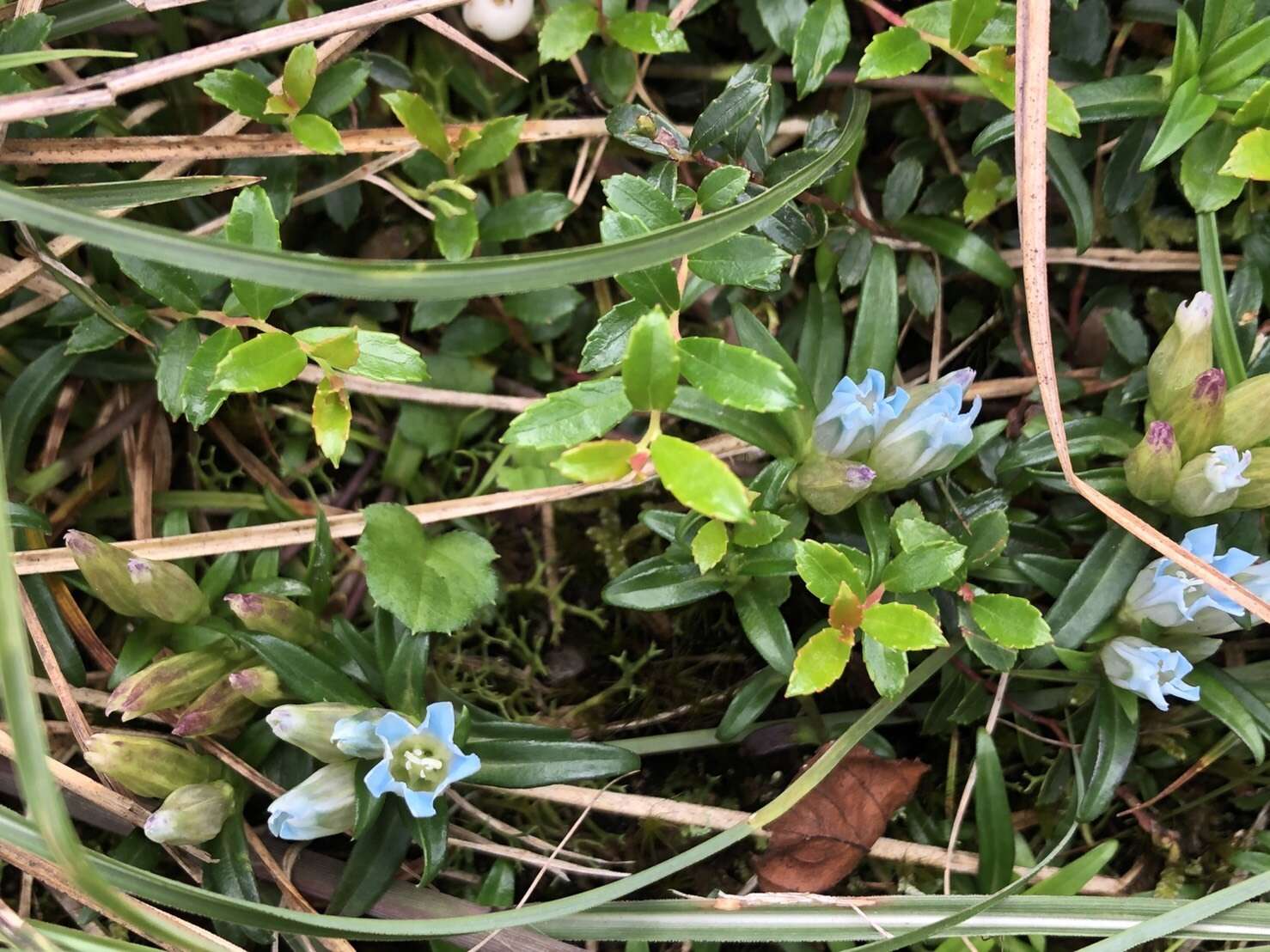 Image de Gentiana davidii var. formosana (Hayata) T. N. Ho