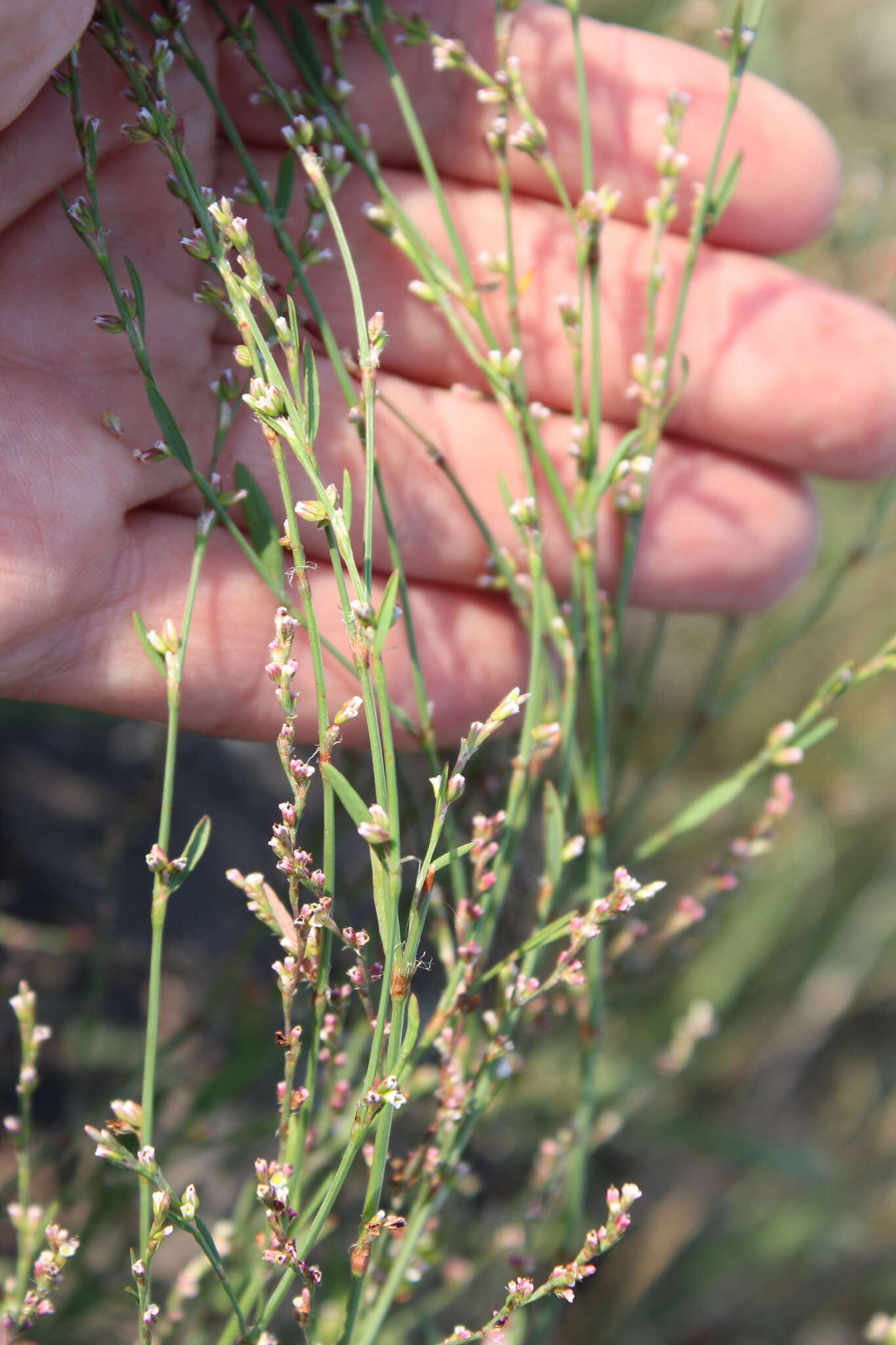 Image of Polygonum argyrocoleum Steud. ex G. Kunze