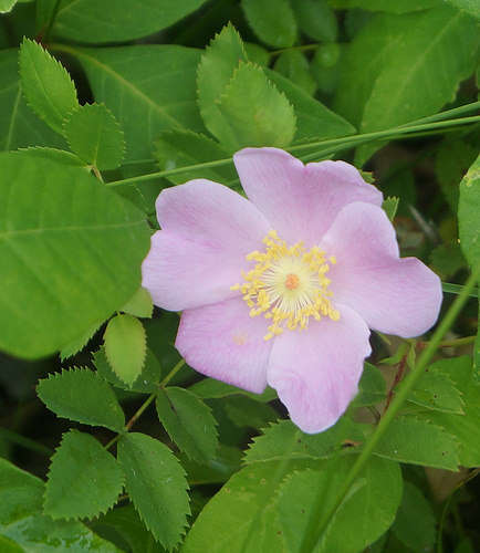 Image of swamp rose