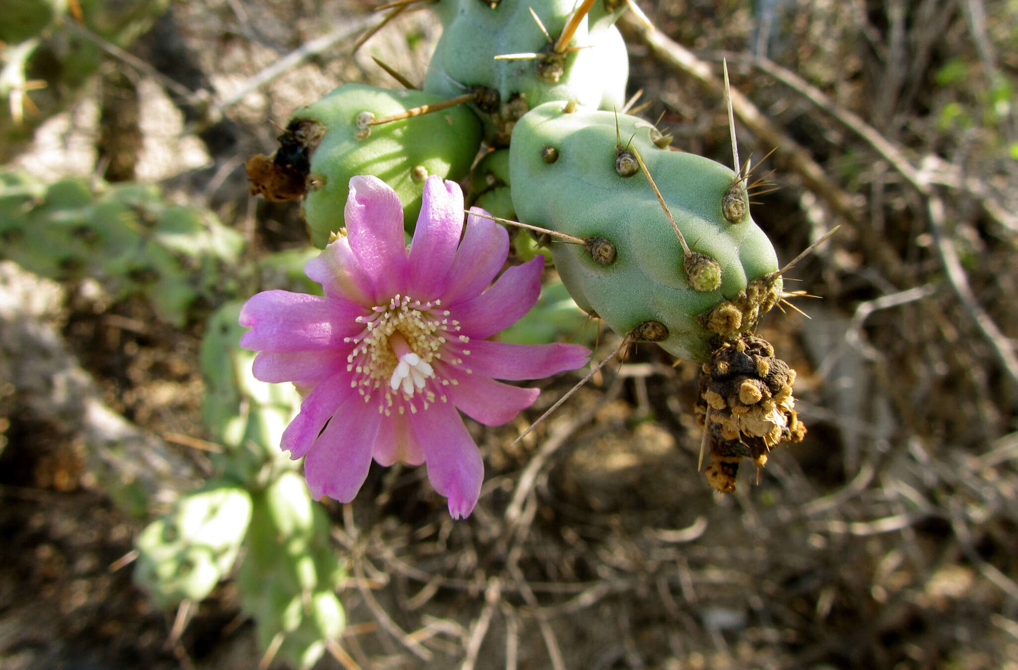 Image of Cylindropuntia cholla (F. A. C. Weber) F. M. Knuth