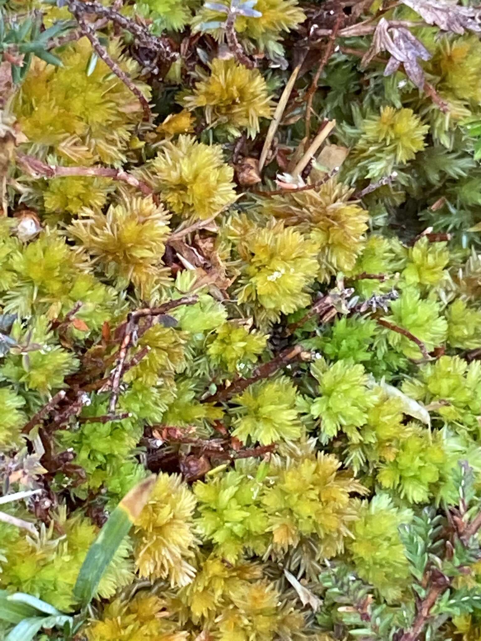 Image of Low sphagnum moss