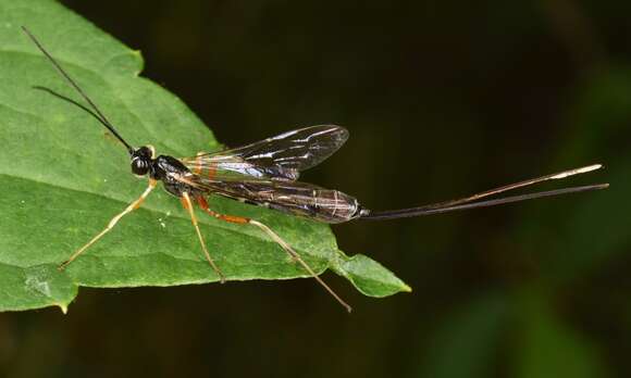 Image of Rhyssella nitida (Cresson 1864)