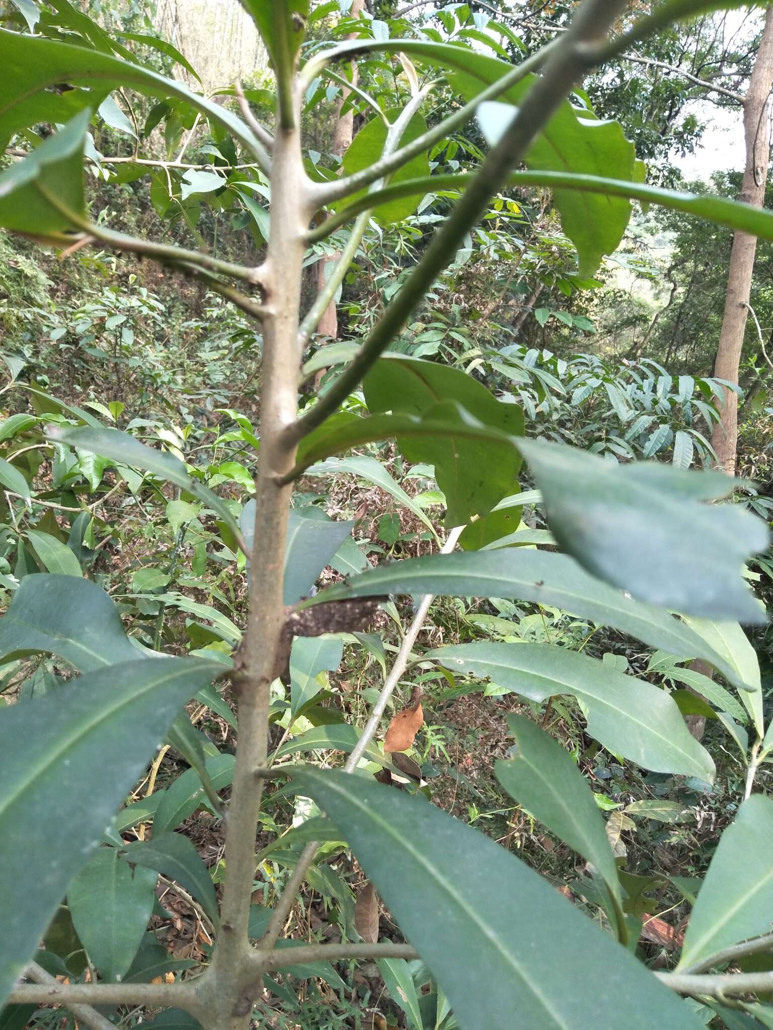 Image of Ardisia sieboldii Miq.