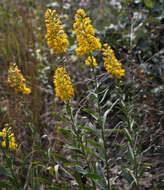 Image of showy goldenrod