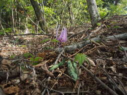 Image of Erythronium japonicum Decne.