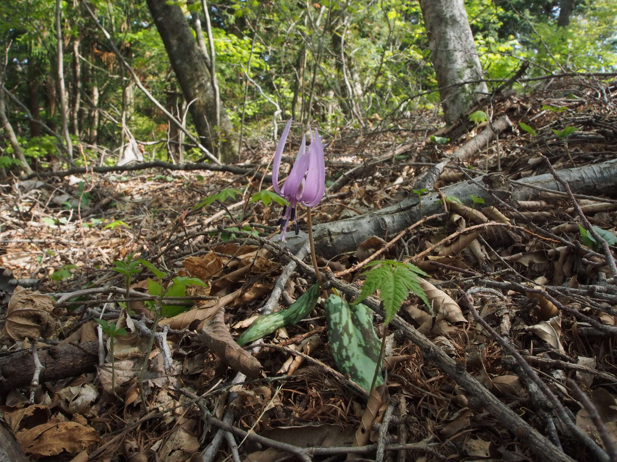 Image of Erythronium japonicum Decne.