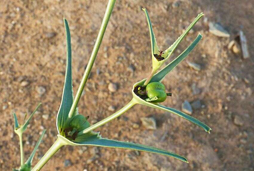 Image of Euphorbia calyptrata Coss. & Kralik