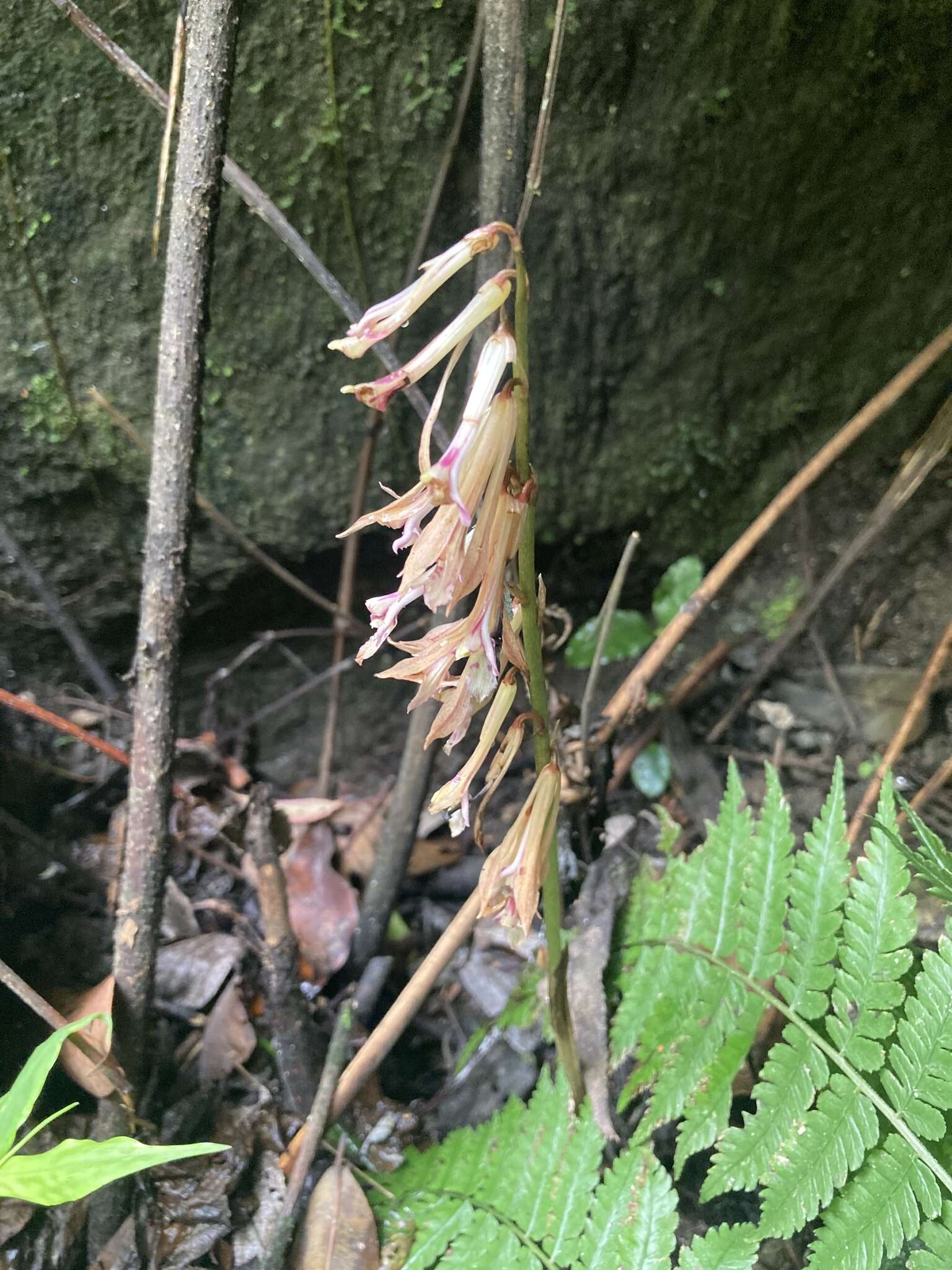 Image of Cremastra appendiculata var. appendiculata