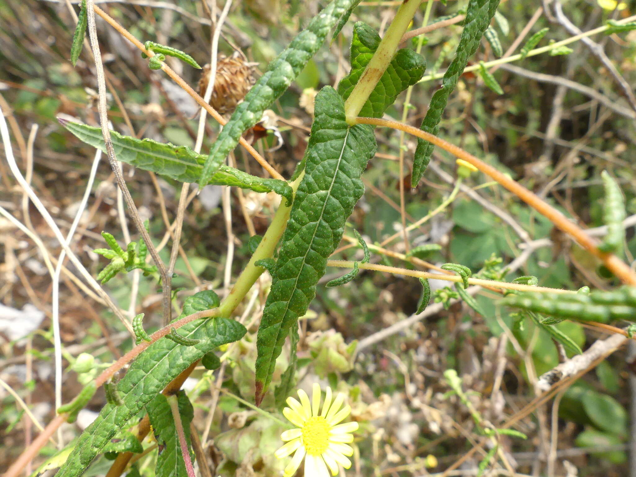 Image of Vicoa indica (L.) DC.