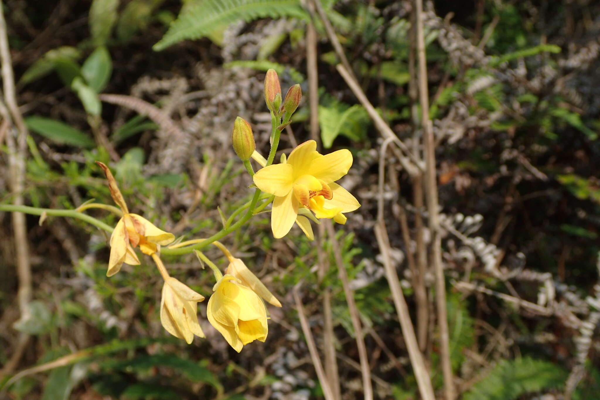 Imagem de Spathoglottis pubescens Lindl.