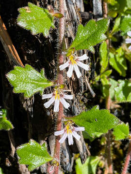 Imagem de Scaevola hookeri (de Vriese) Hook. fil.