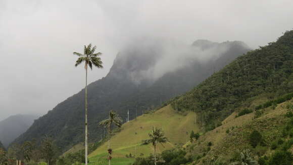 Image of Wax palm