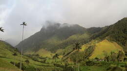 Image of Wax palm