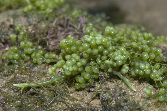 Image of Caulerpa racemosa