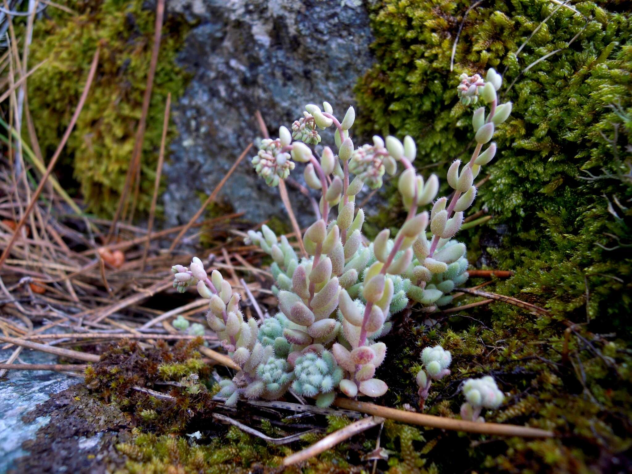 Image of Sedum dasyphyllum subsp. glanduliferum (Guss.) Nyman
