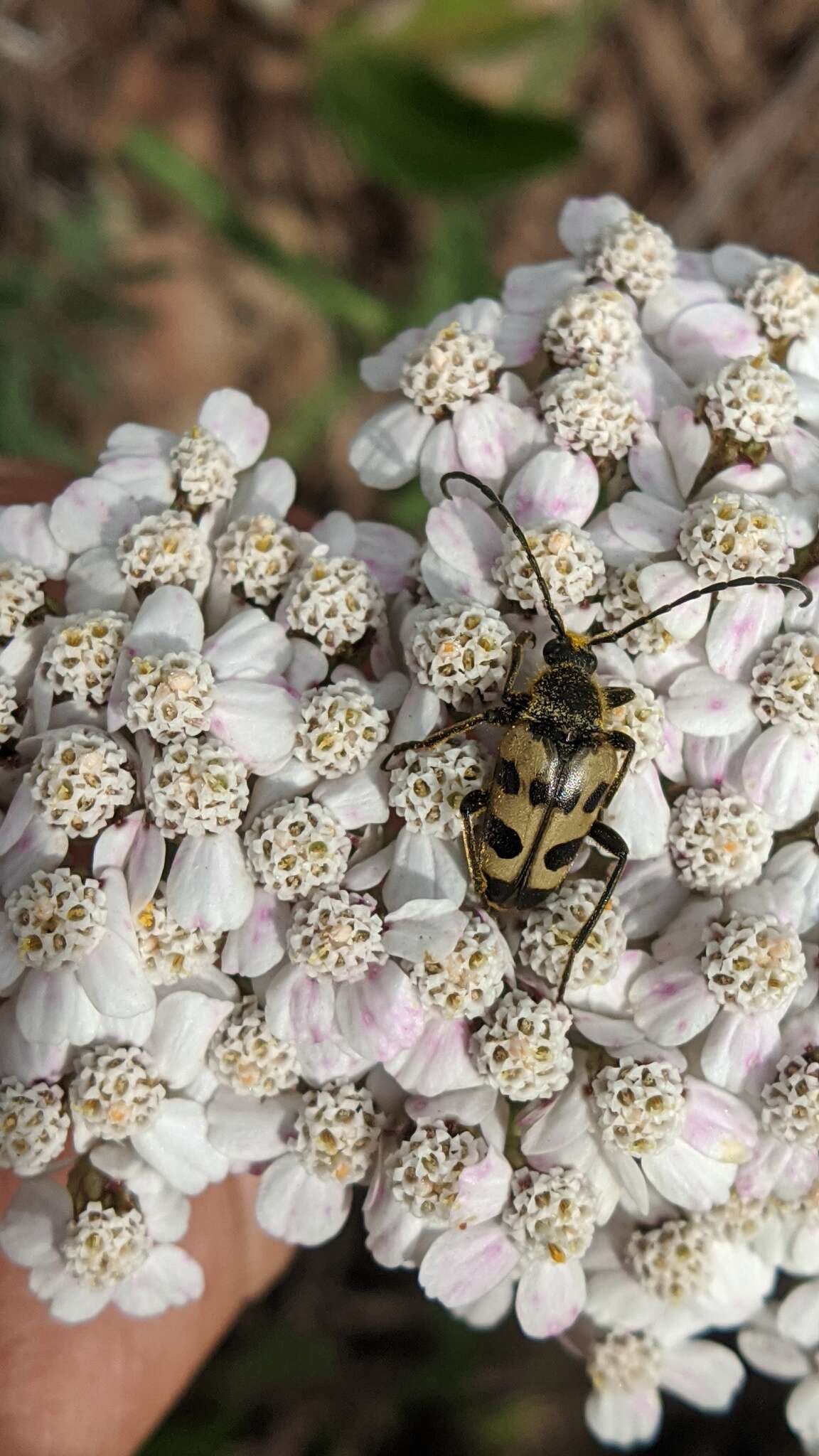 Image of Judolia instabilis (Haldeman 1847)