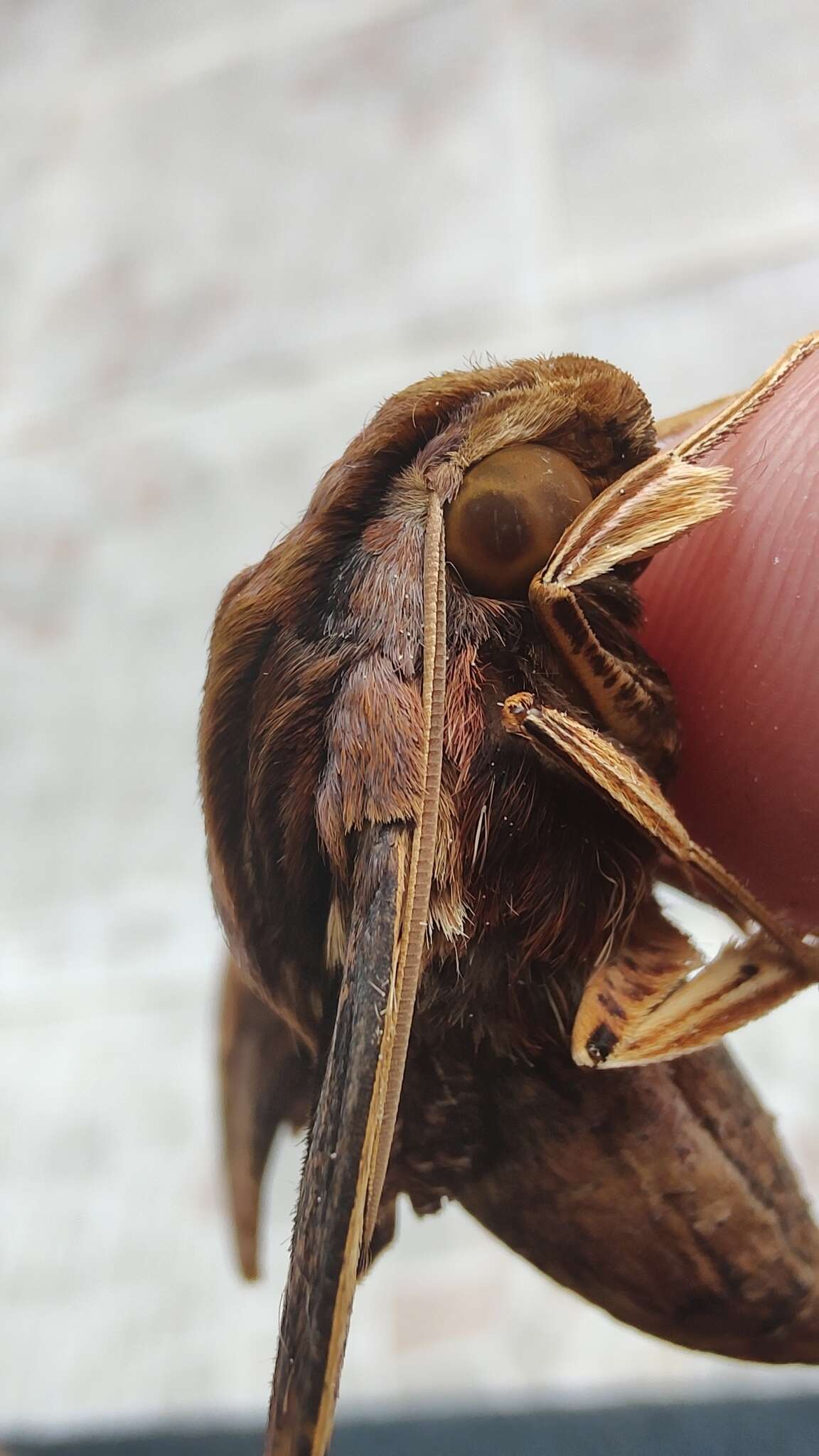 Image of Xylophanes crenulatus Vaglia & Haxaire 2009