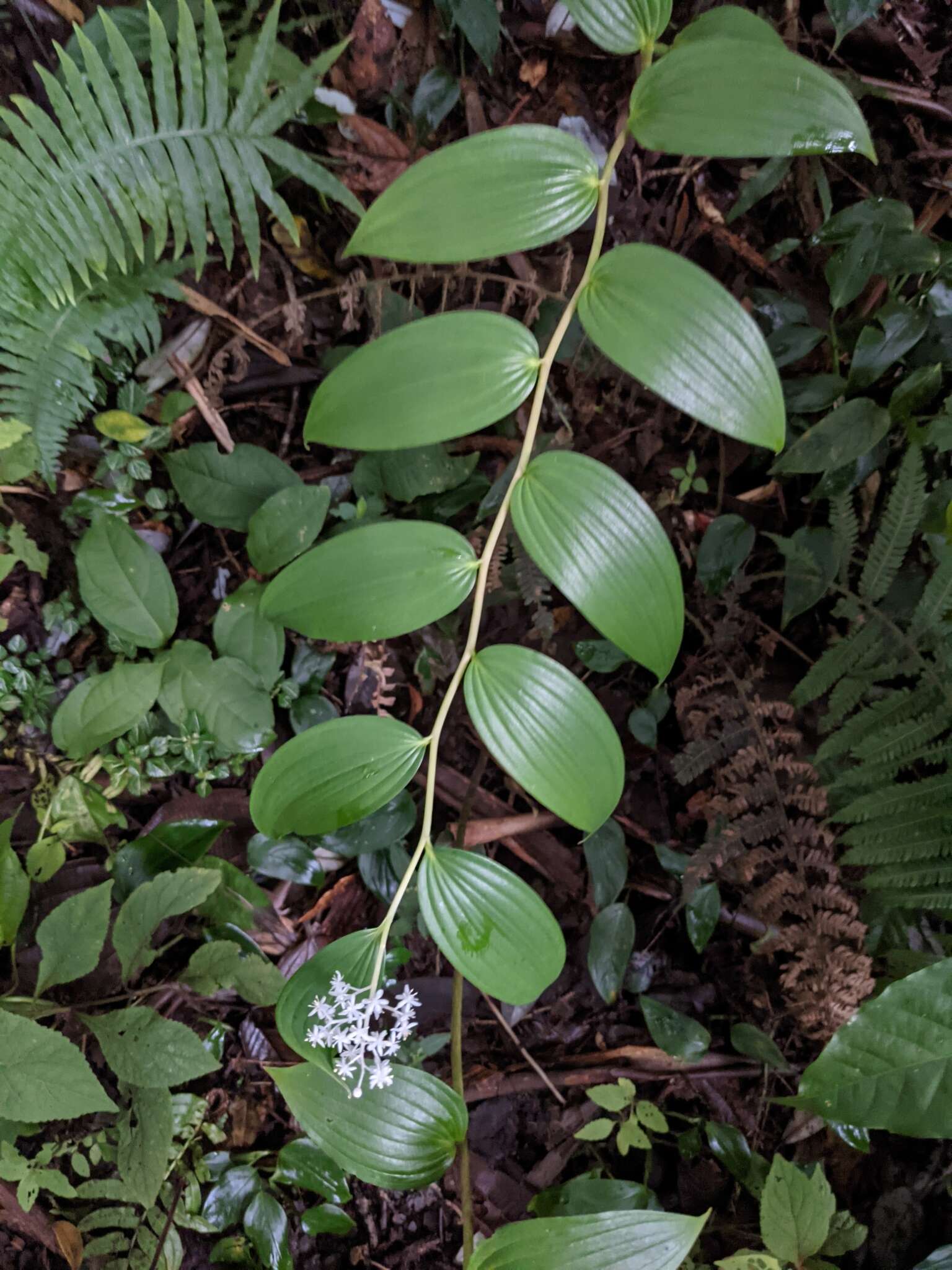 Image de Maianthemum paniculatum (M. Martens & Galeotti) La Frankie